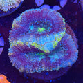Asian Acan (H10)