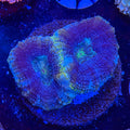 Asian Acan (H8)