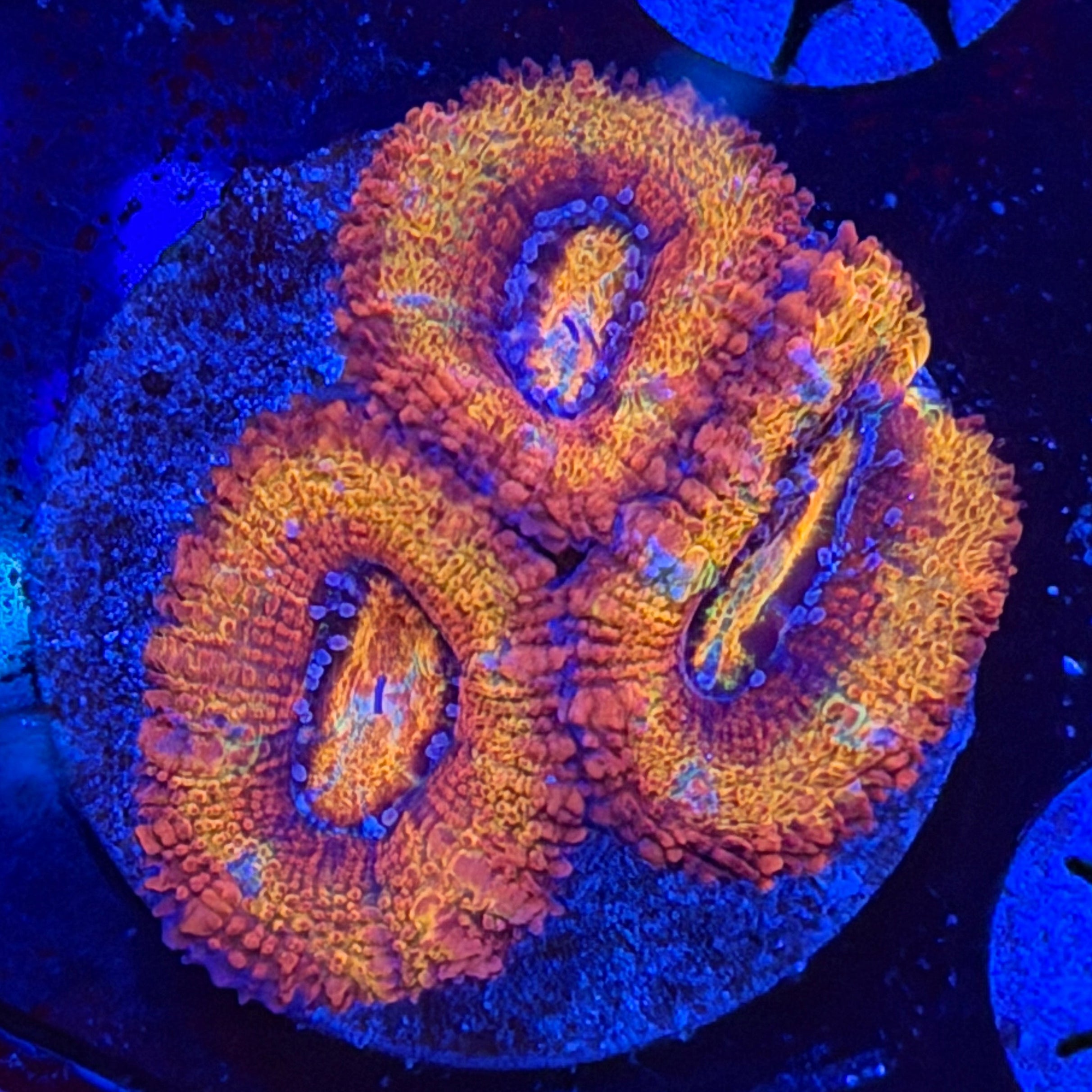 Firecracker Acan (A7)