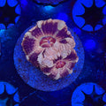 Desert Rose Acan (B4)