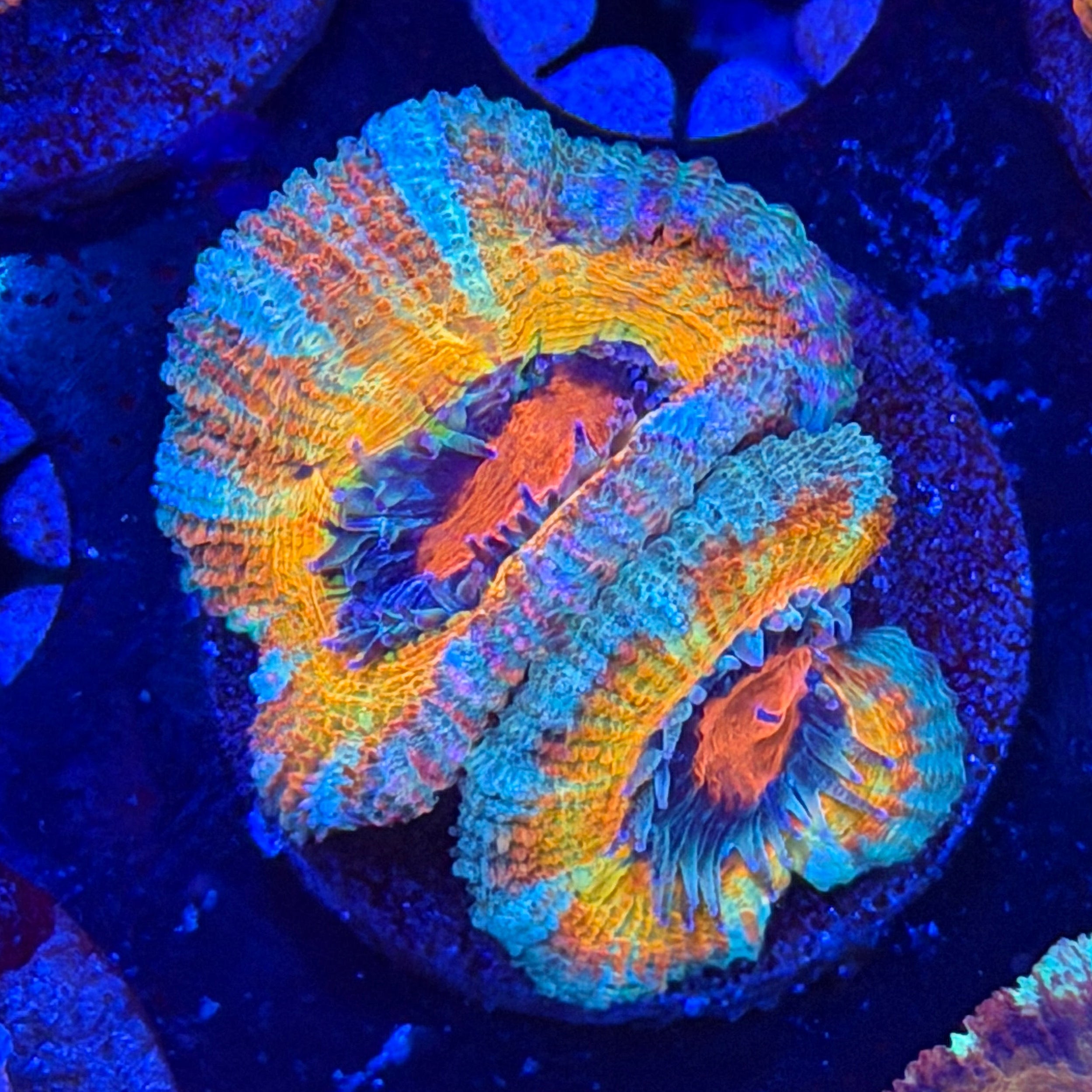 Happy Acan (F8)