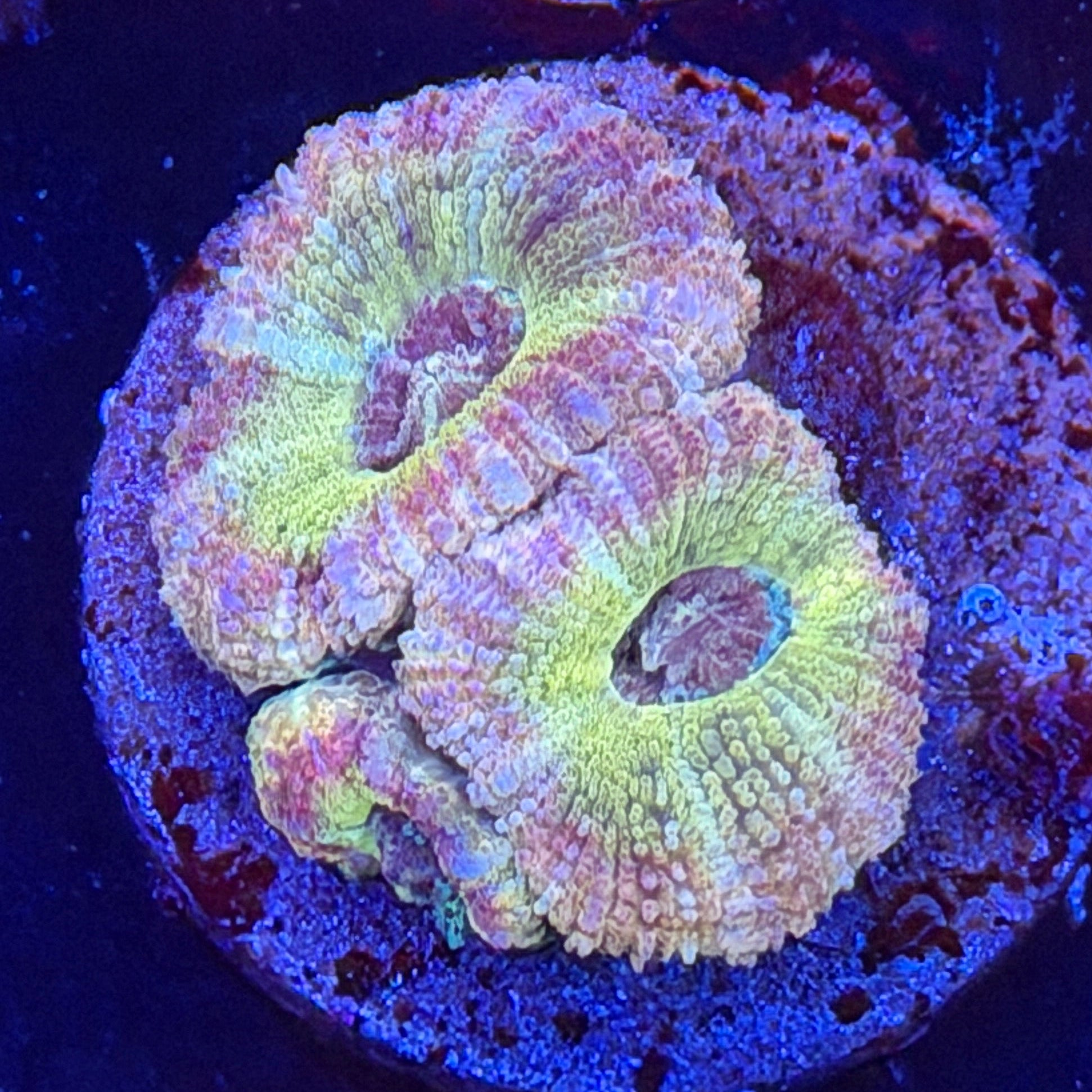 Asian Acan (G11)