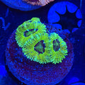 Green Flash Micromussa (A3)