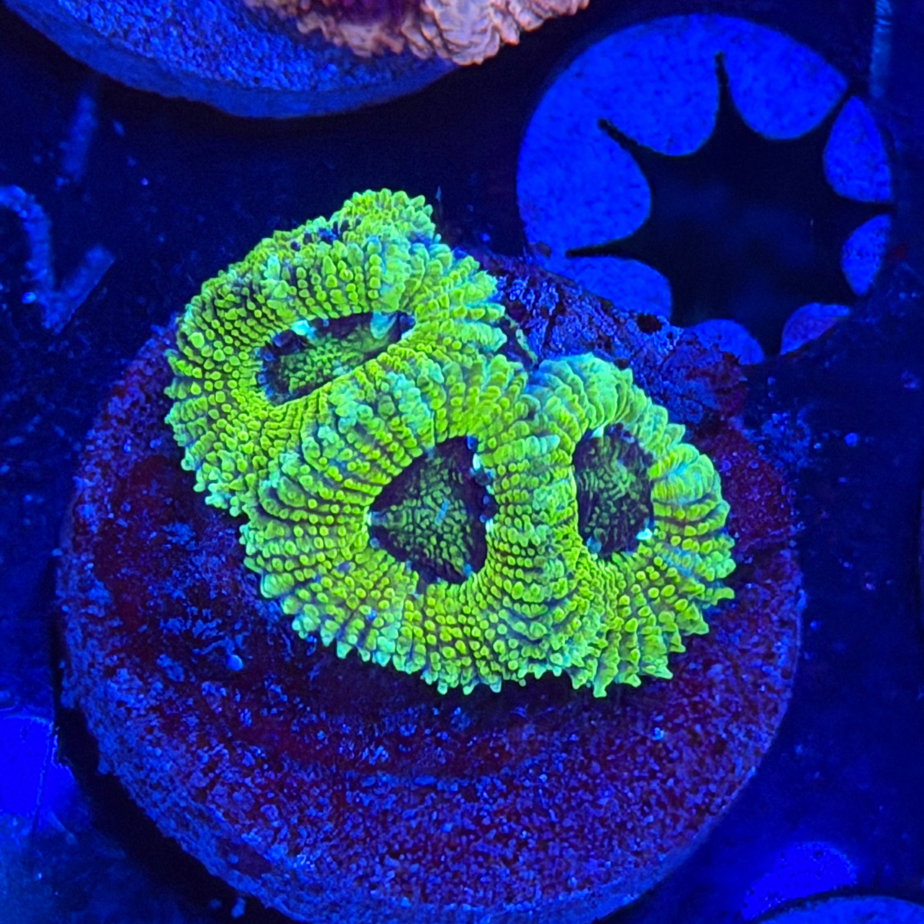 Green Flash Micromussa (A3)