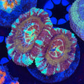 Asian Acan (E11)