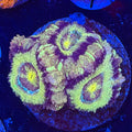 Asian Acan (C9)