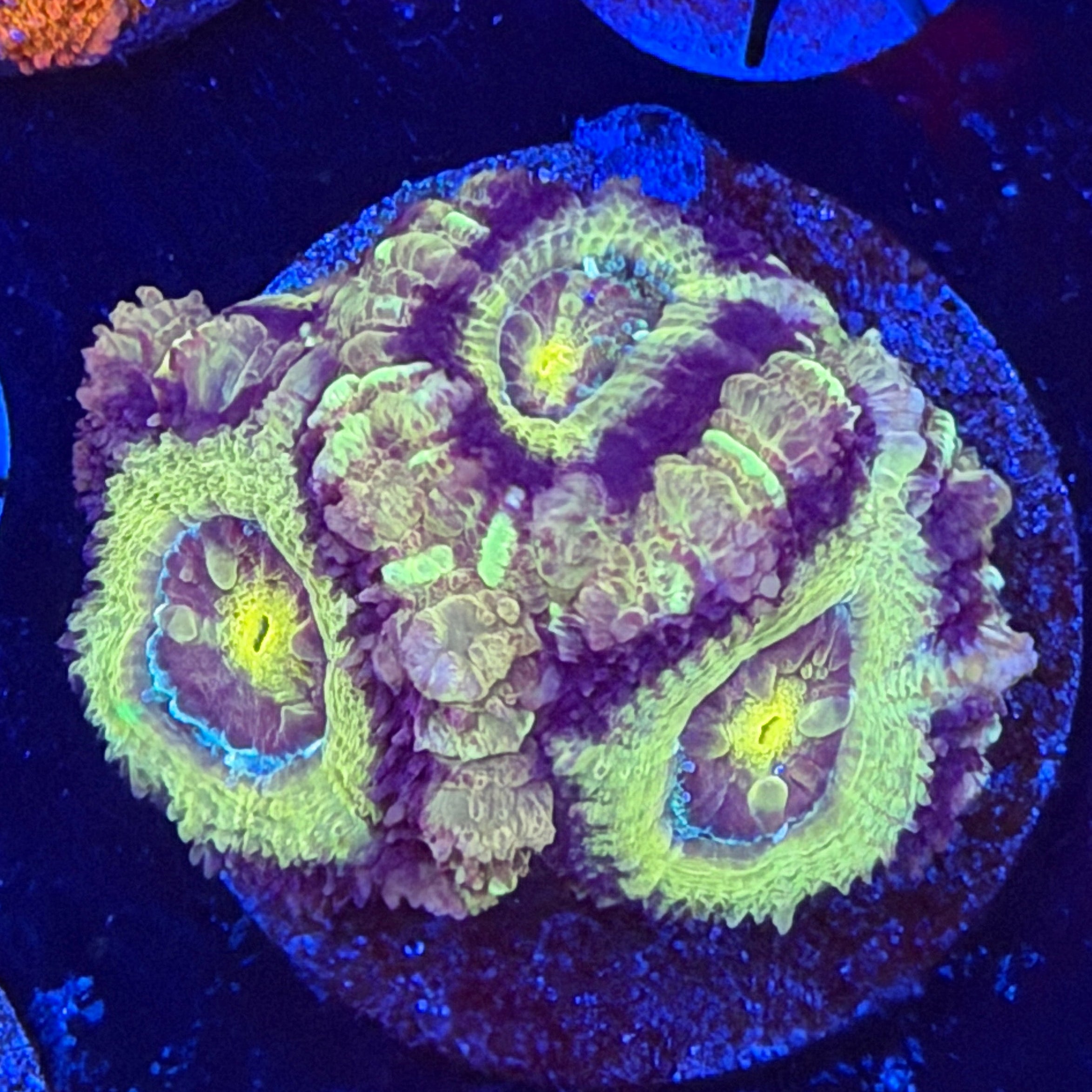 Asian Acan (C9)