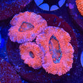 Aussie Acan (I7)