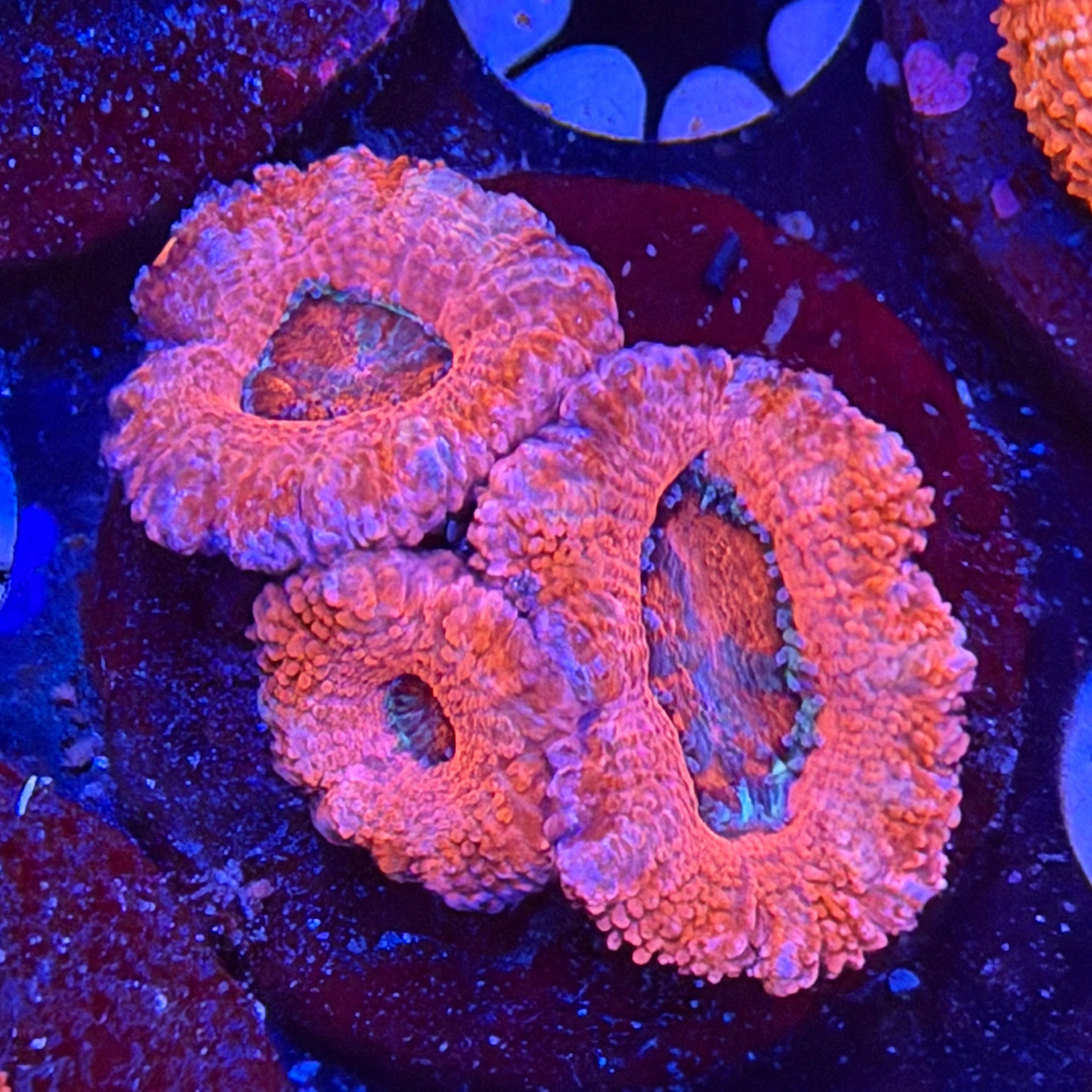 Aussie Acan (I7)