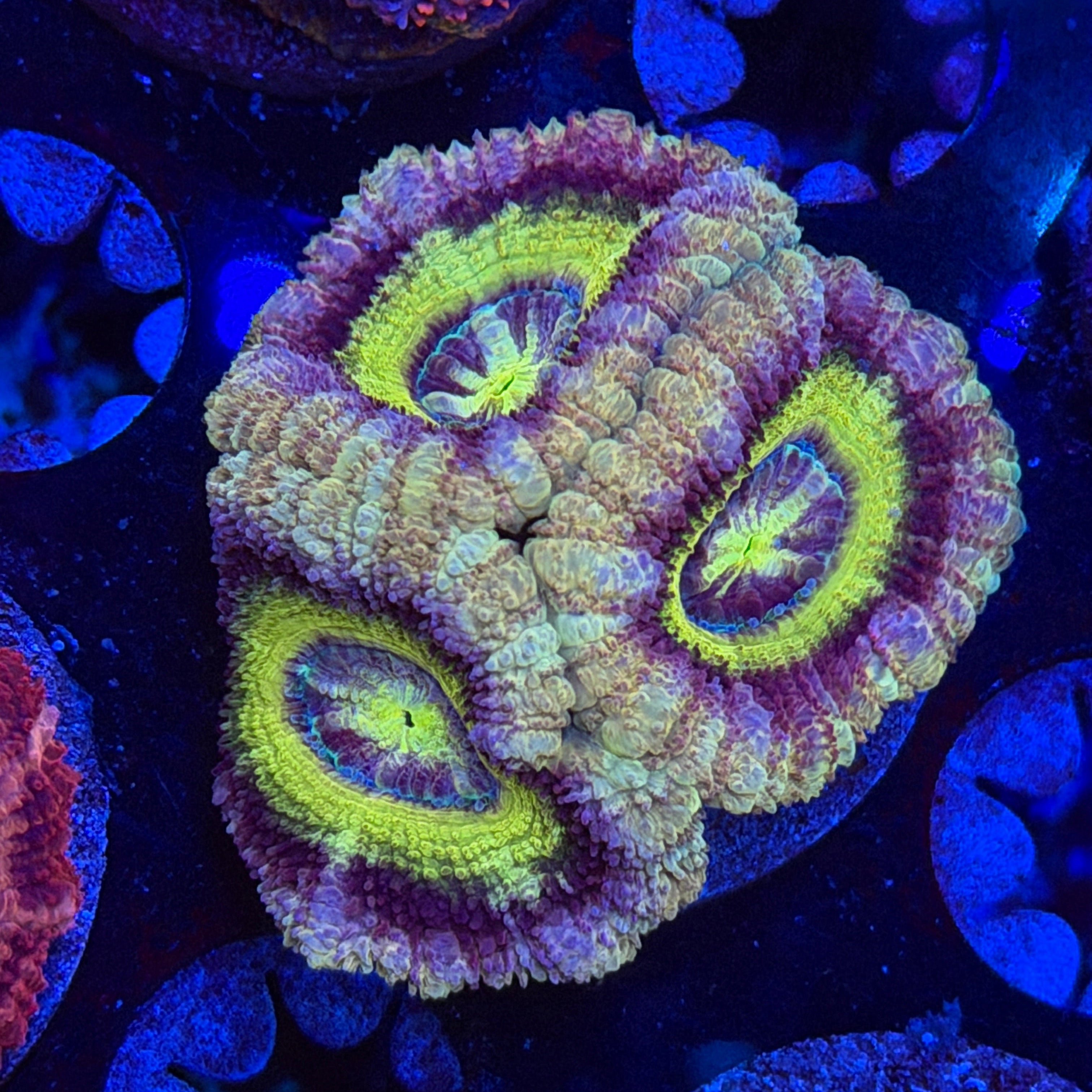 Asian Acan (E3)