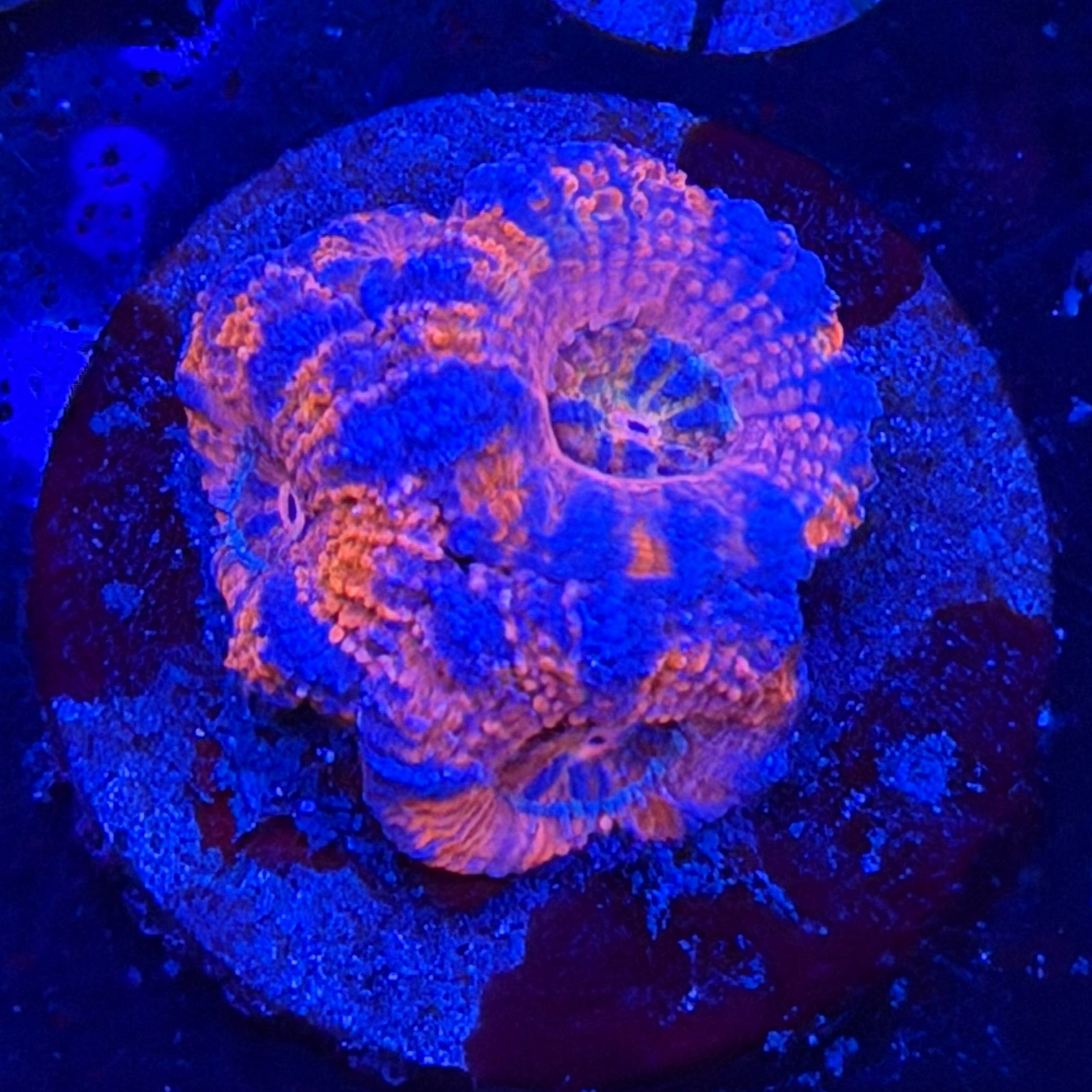 Aussie Acan (E7)