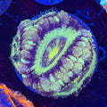 Asian Acan (C13)
