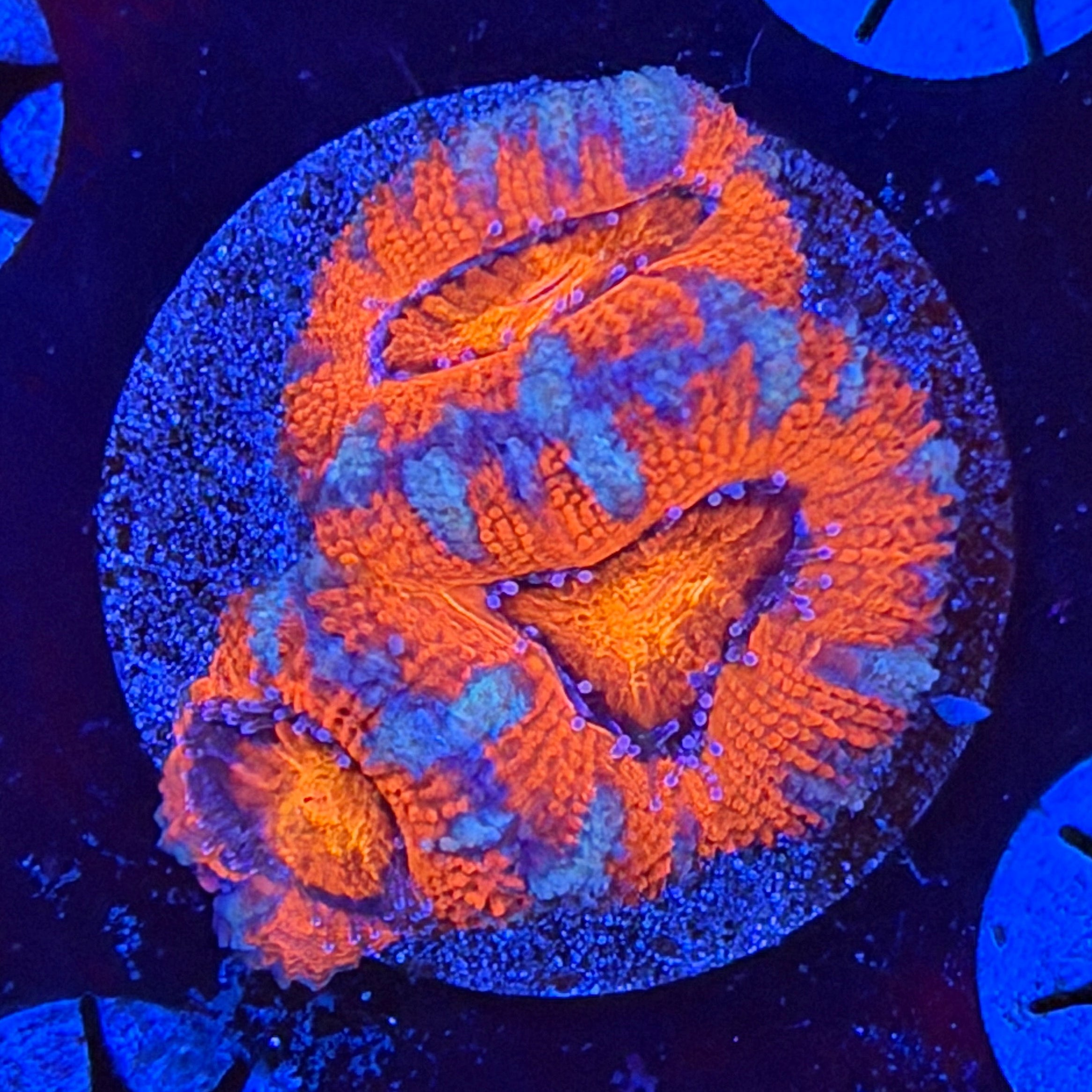 Aussie Acan (B10)