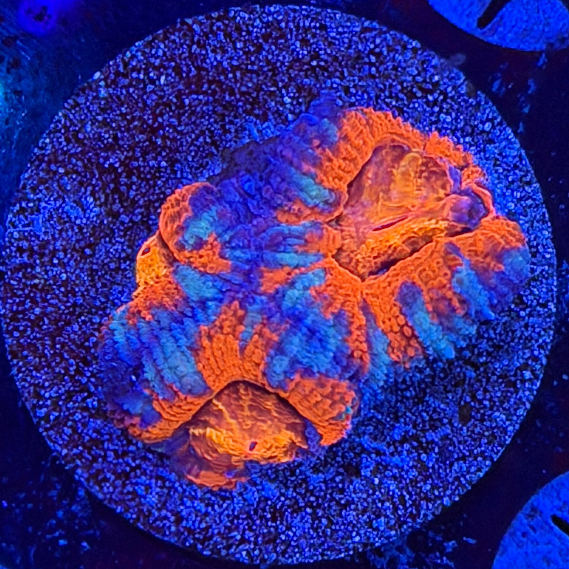 Aussie Acan (B8)