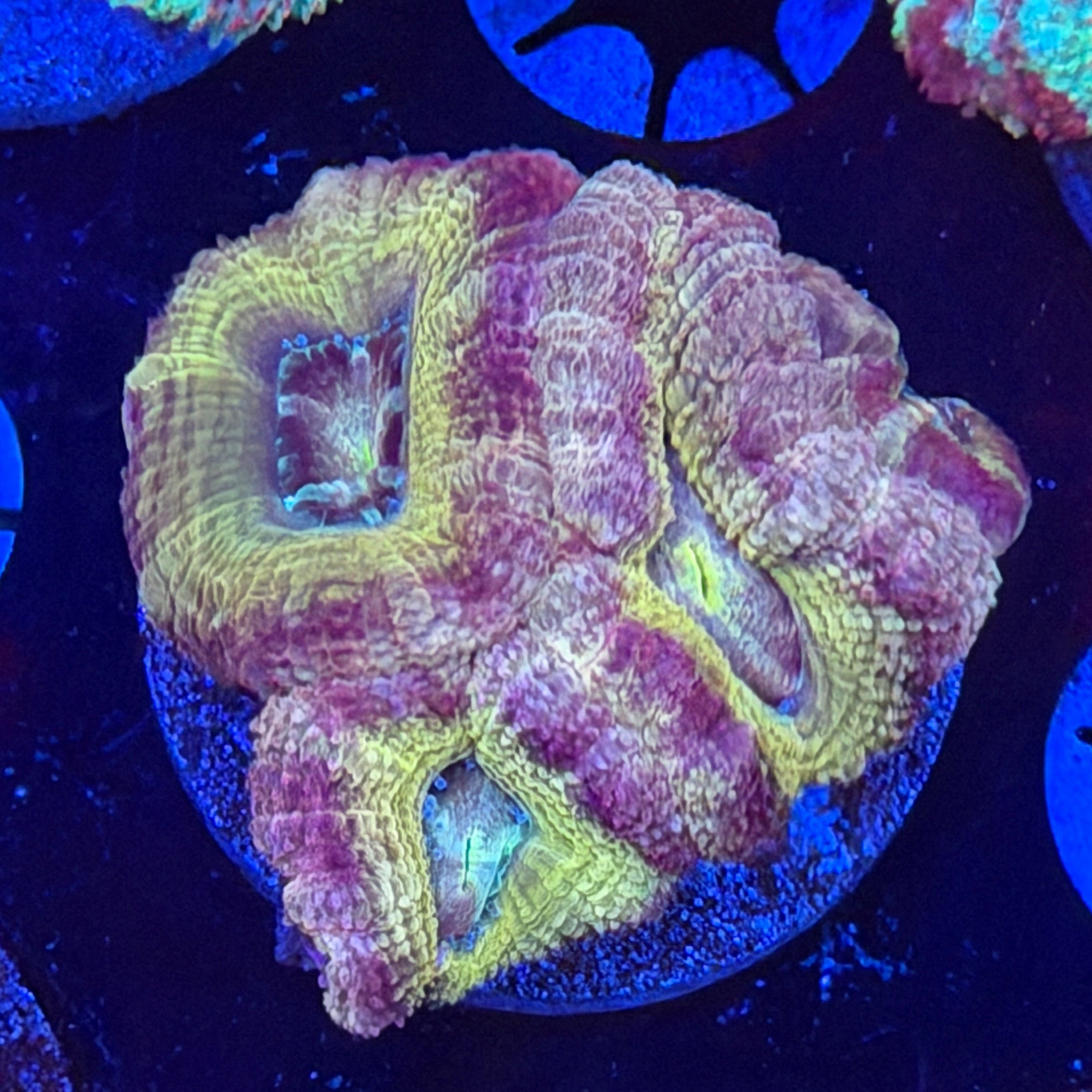 Asian Acan (D10)
