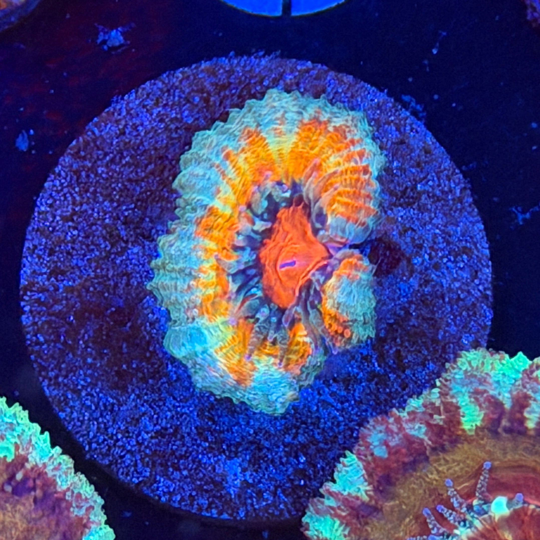 Happy Acan (F10)