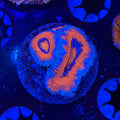Aussie Acan (C7)