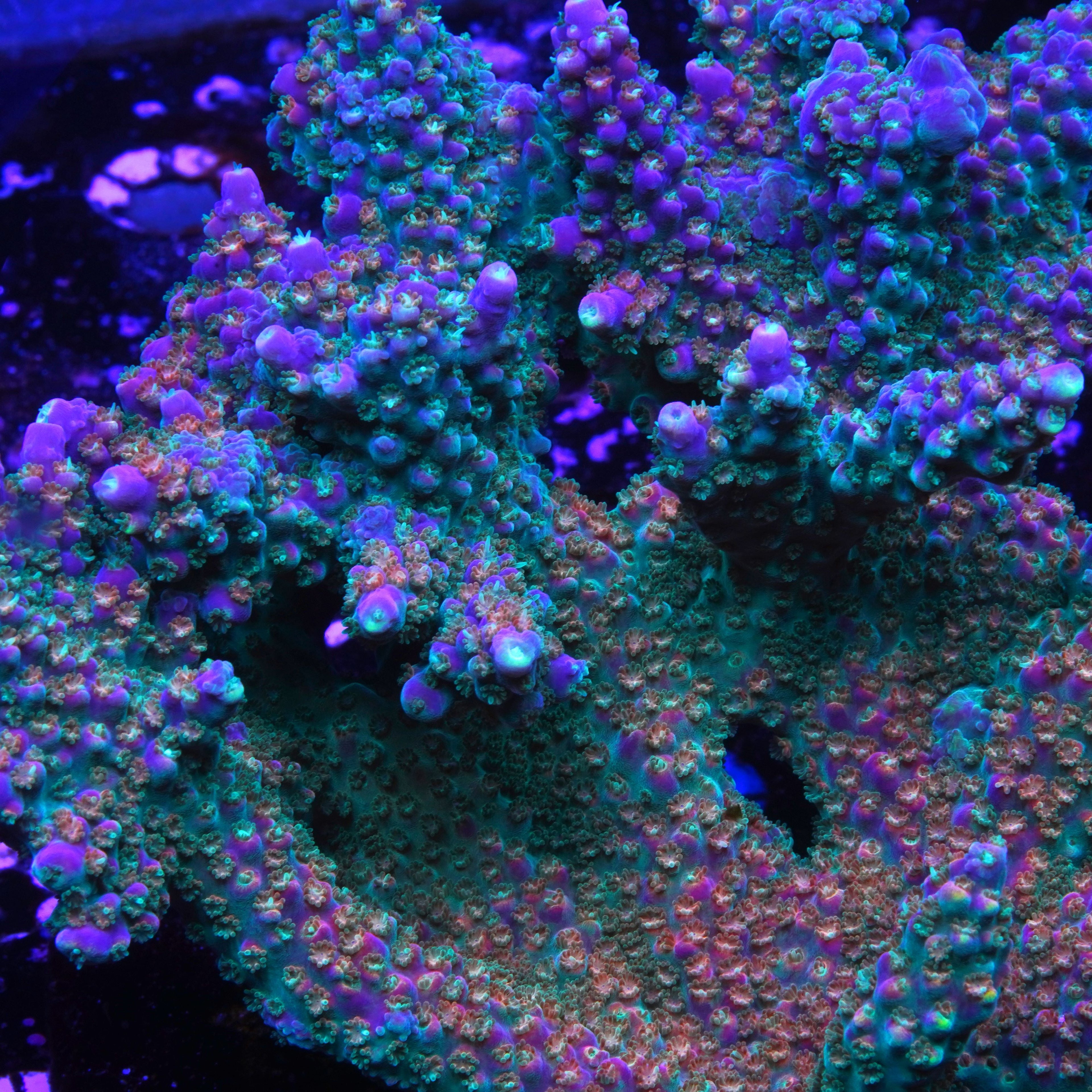 PRC Fruity Pebbles
