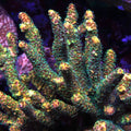 PTR Purple Kush Millipora