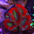 PTR Honey Pot Asian Acan