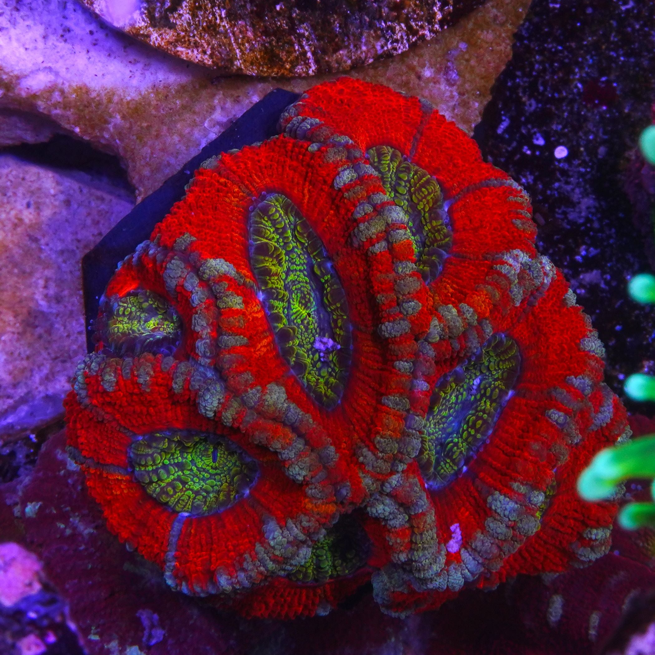 PTR Honey Pot Asian Acan