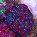 PTR Northern Lights Asian Acan
