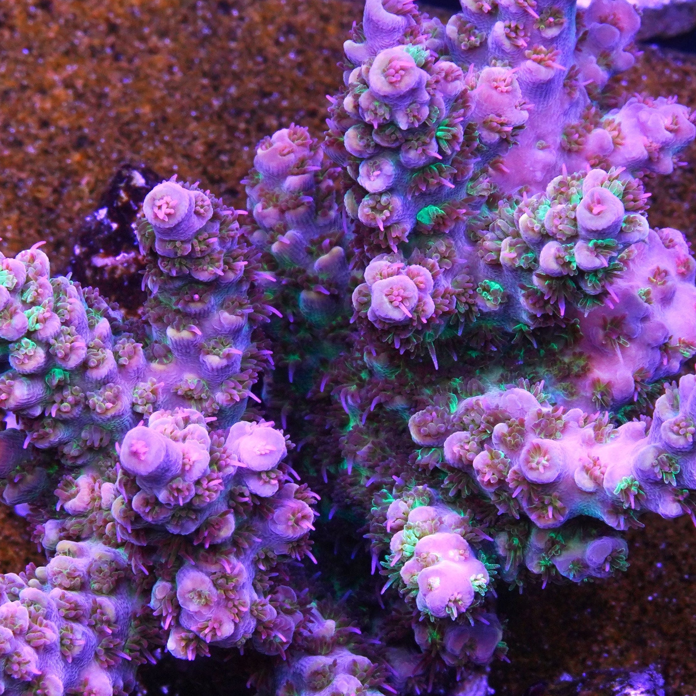 PTR Red Headed Stepchild