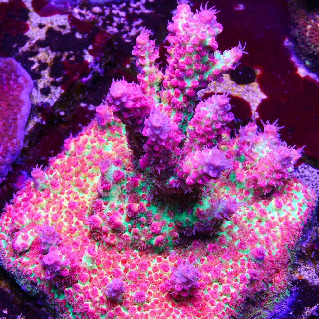 PTR Neon Shortcake