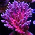PTR Bahama Mama