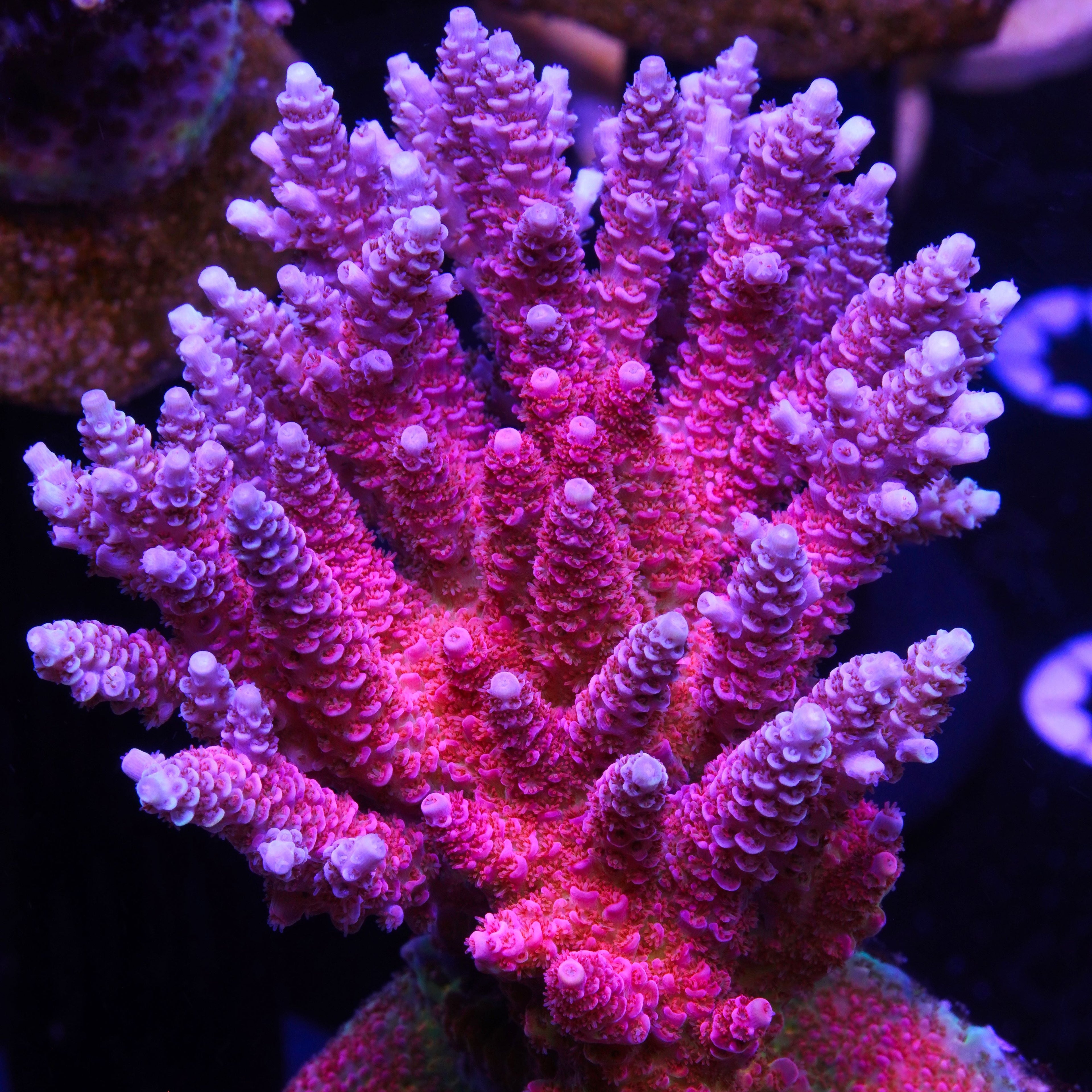 PTR Bahama Mama