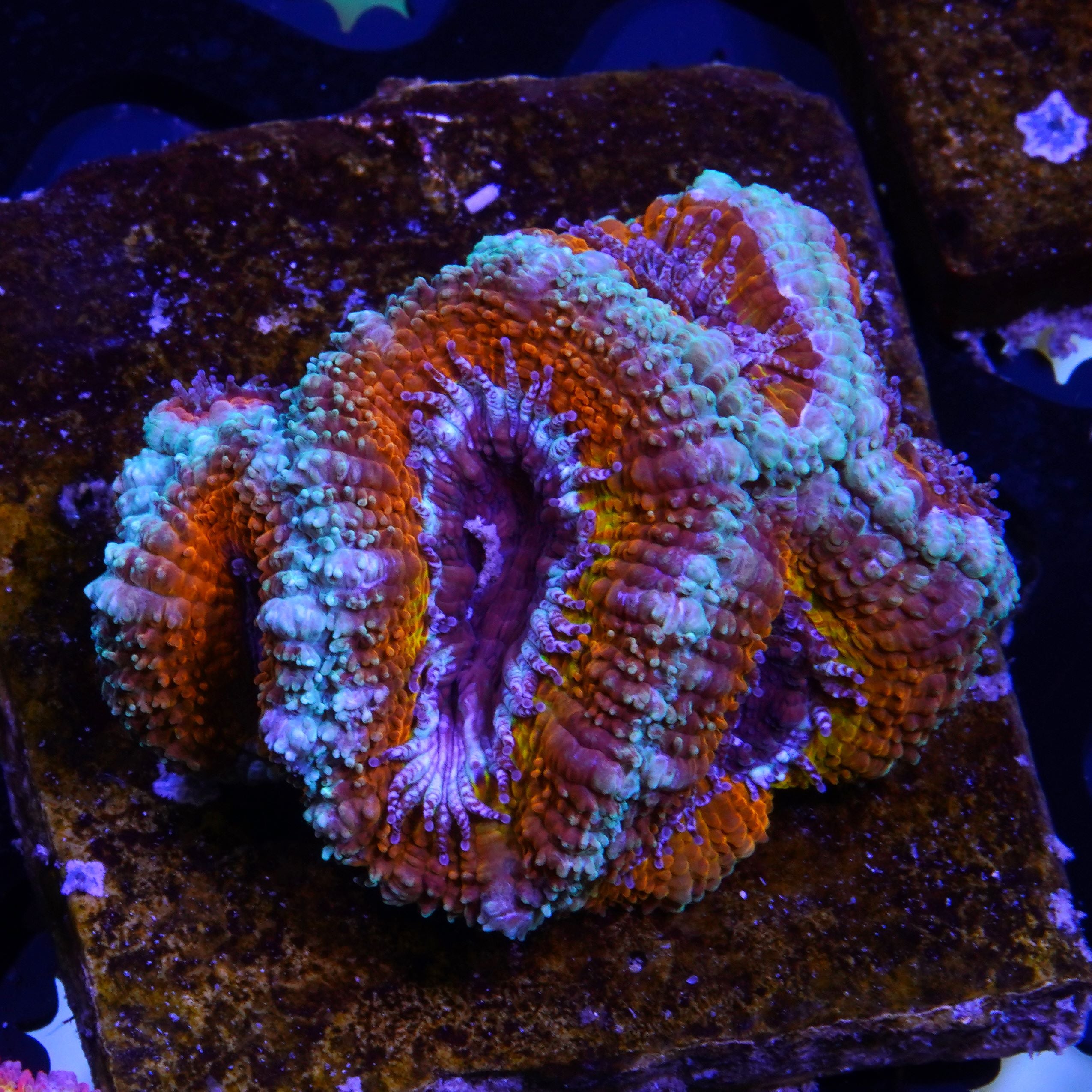 PTR Sunken Treasure Acan