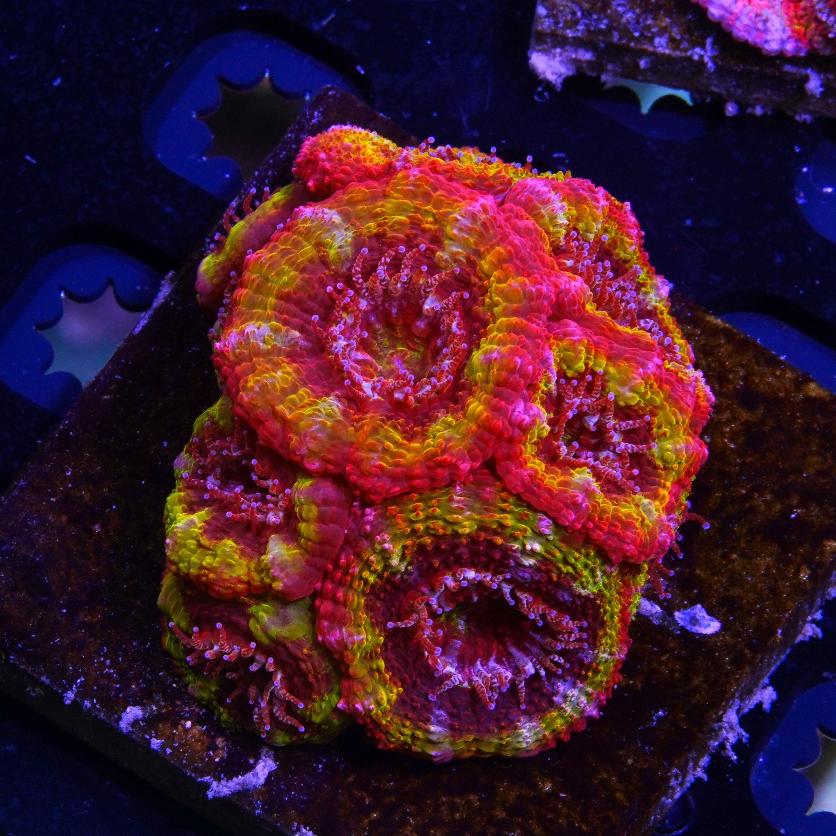 Black Hole Sun Acan