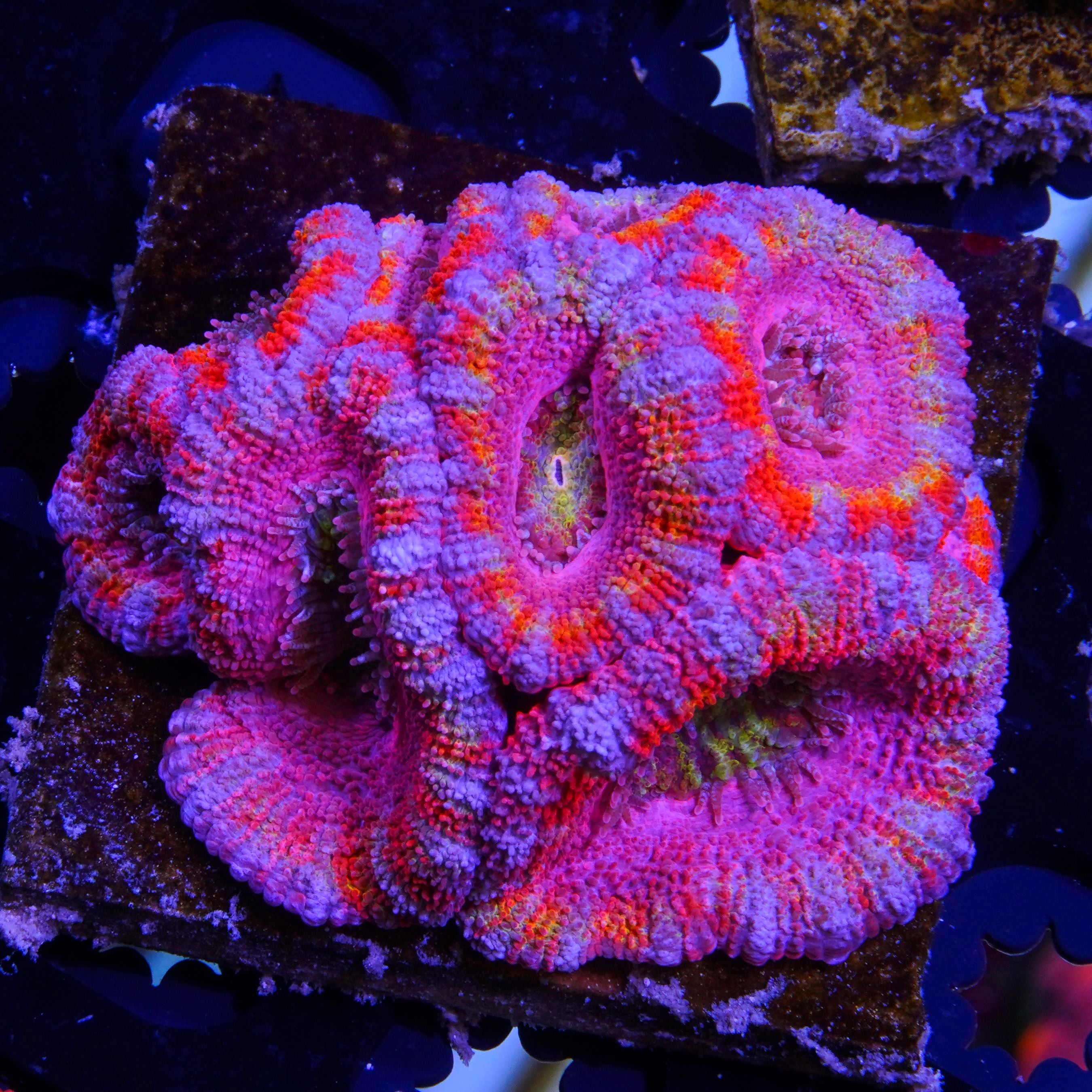 PTR Pink Supernova Acan