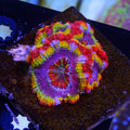 PTR Rosette Nebula Acan