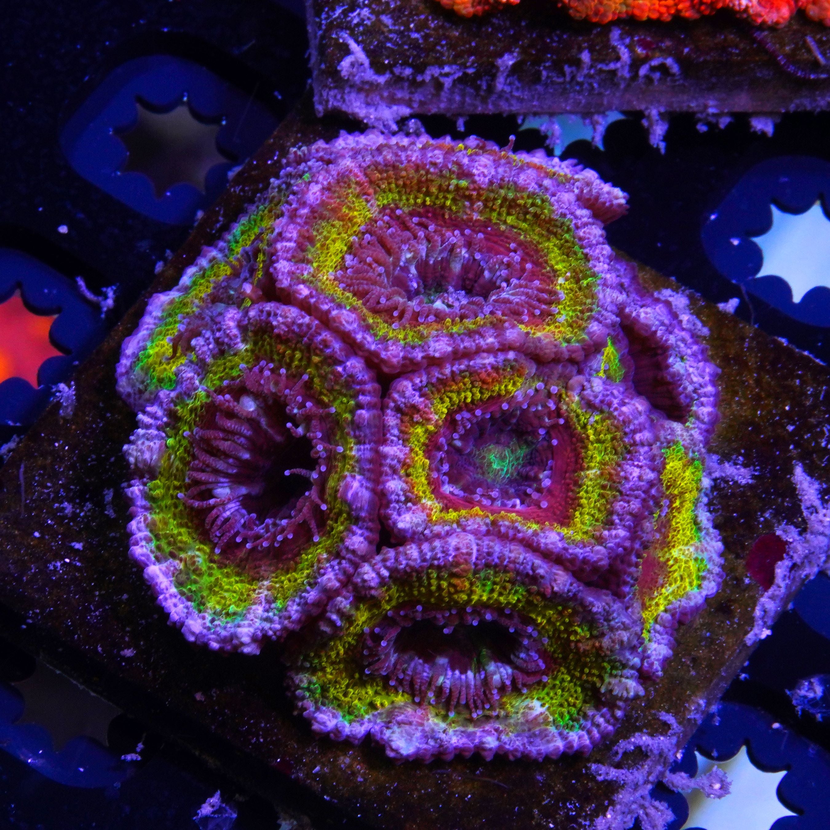 PTR Bourbon Street Acan