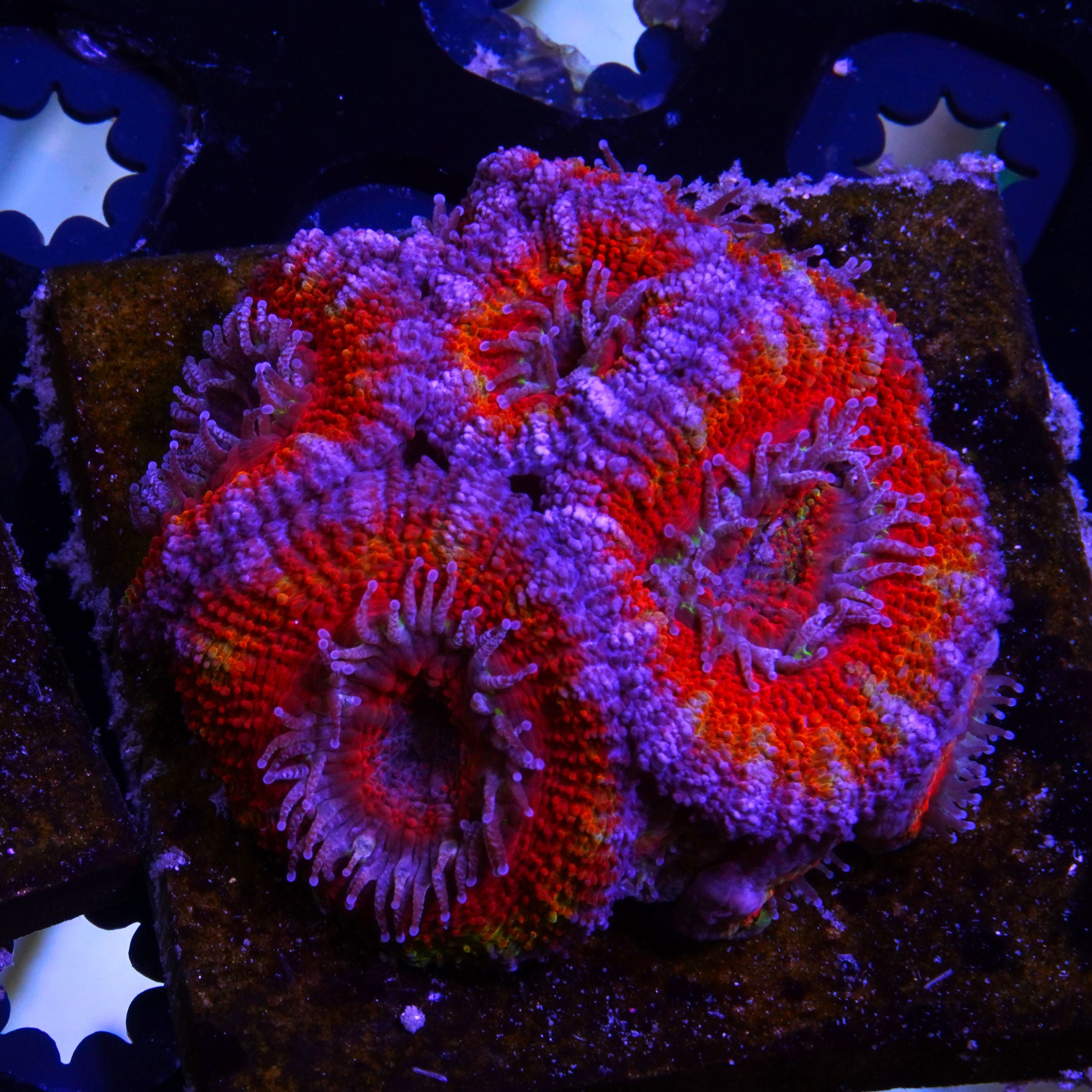 PTR Burning Ember Acan