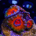 PTR Endless Summer Acan