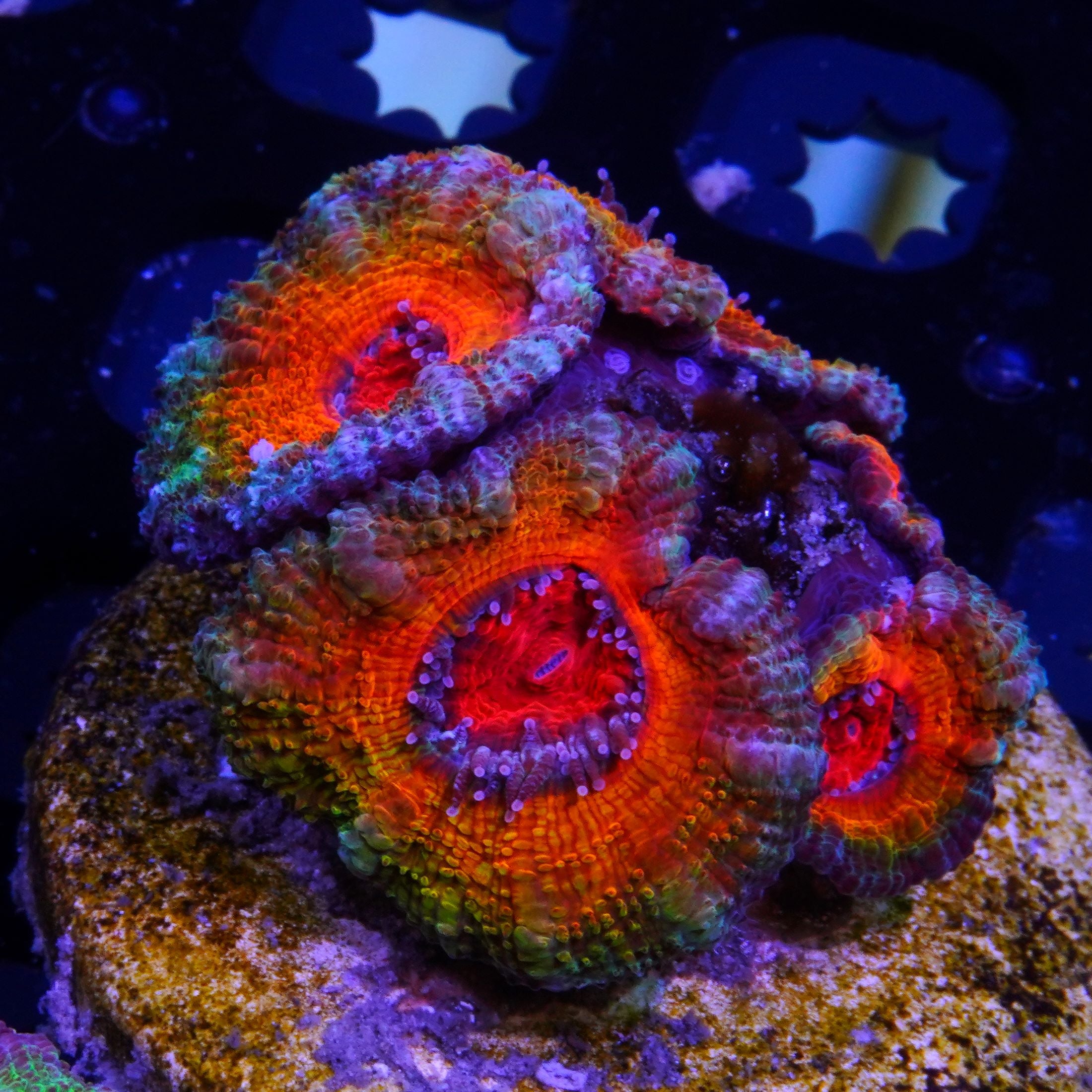 PTR Endless Summer Acan