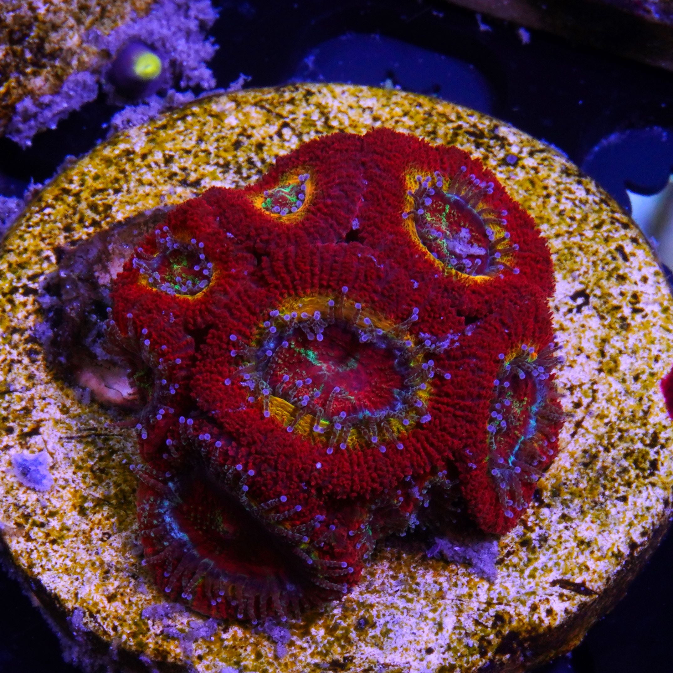 PTR Ruby Red Micromussa