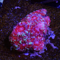 PTR Berry Mint