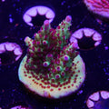 BC Kermit Song Granulosa (C6)