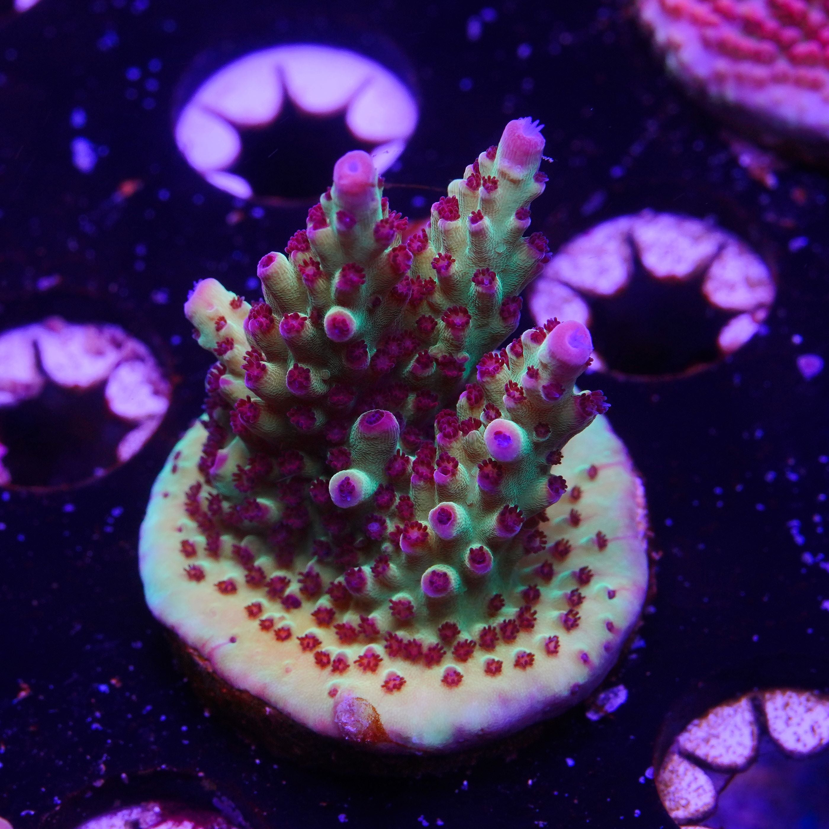 BC Kermit Song Granulosa (C6)