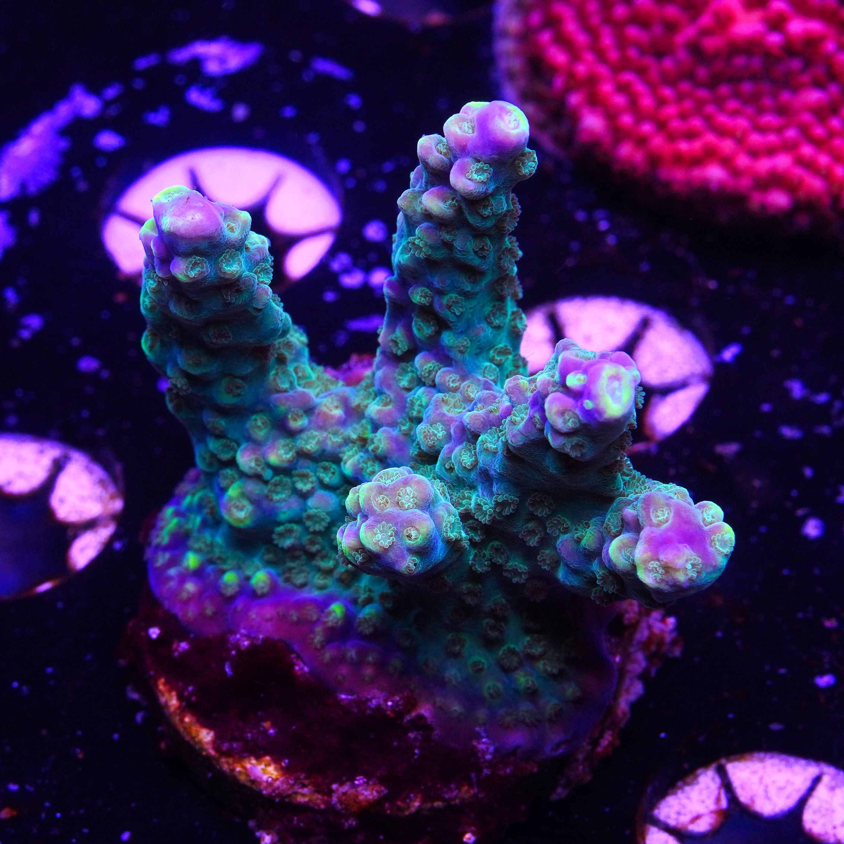 BC Bubble Bath Unicorn (E4)