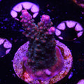 Rainbow Loom (E6)