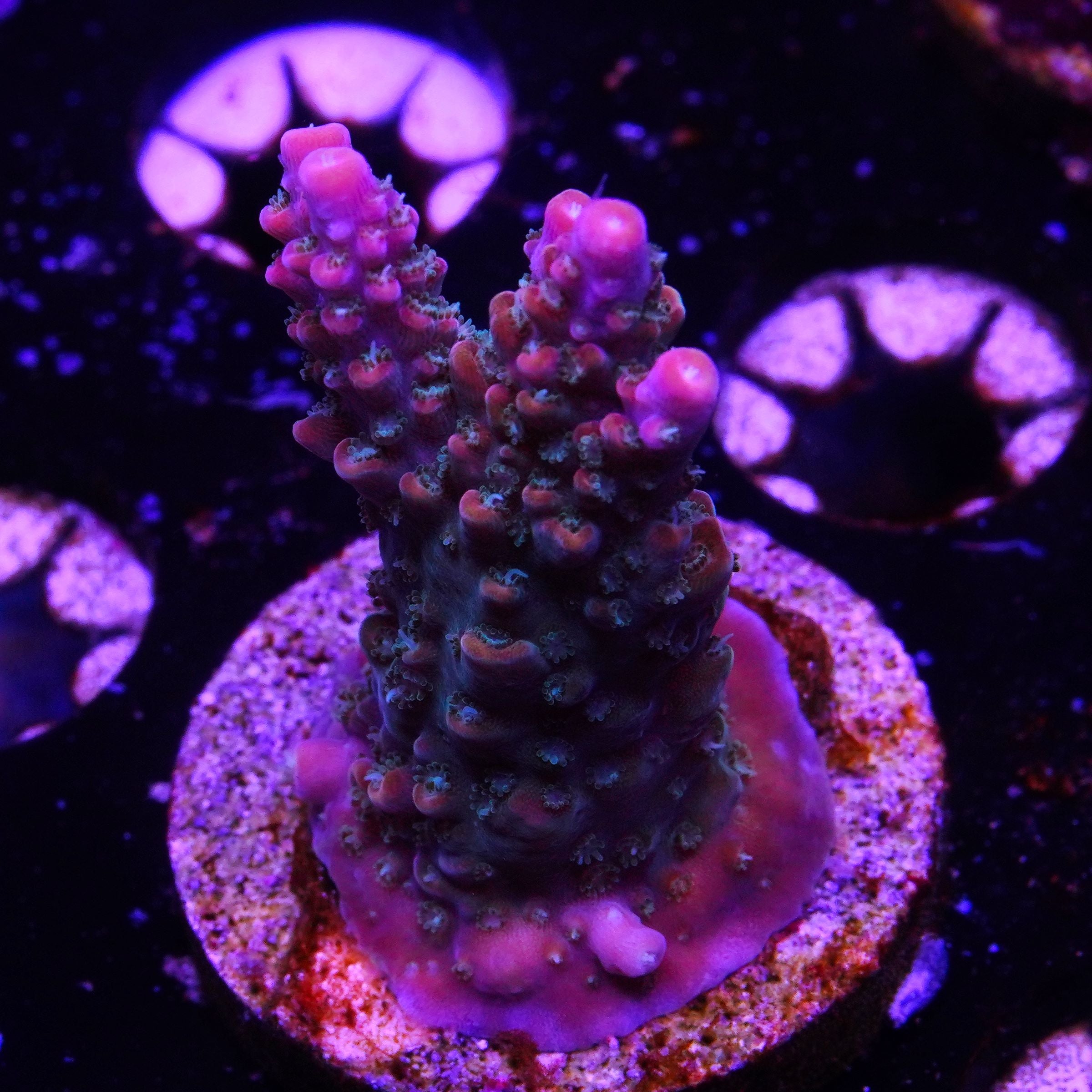 Rainbow Loom (E6)