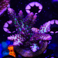 PTR Blueberry Bush (E12)