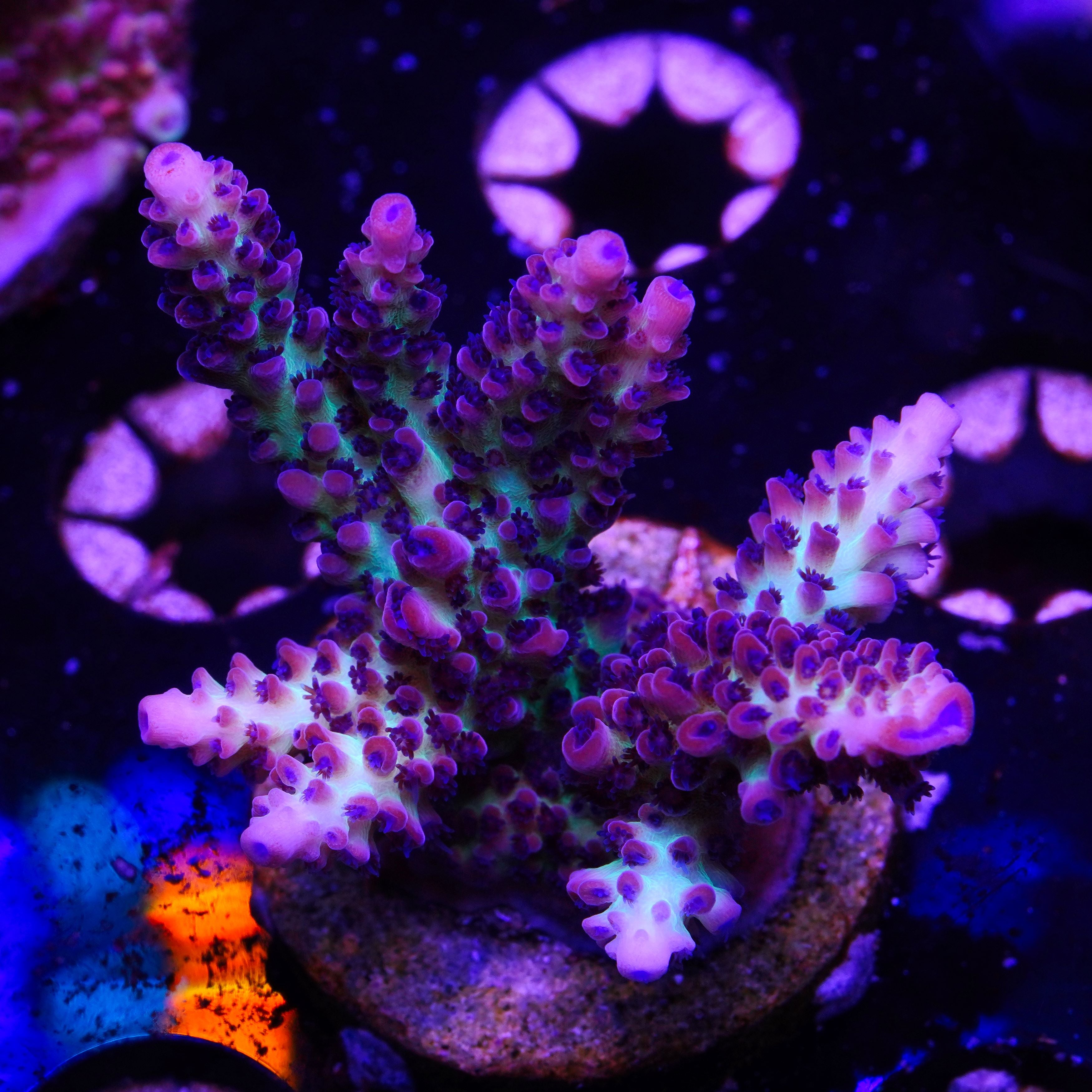 PTR Blueberry Bush (E12)