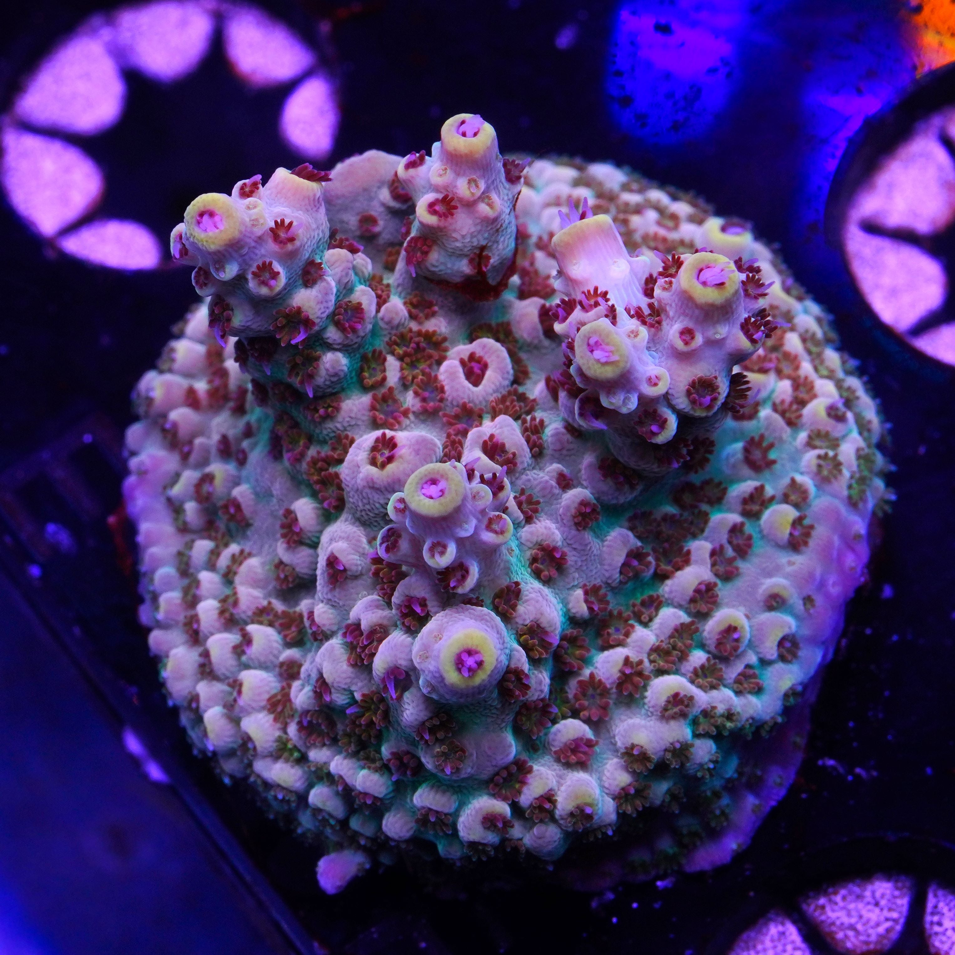 Red Devil Nasuta (E14)