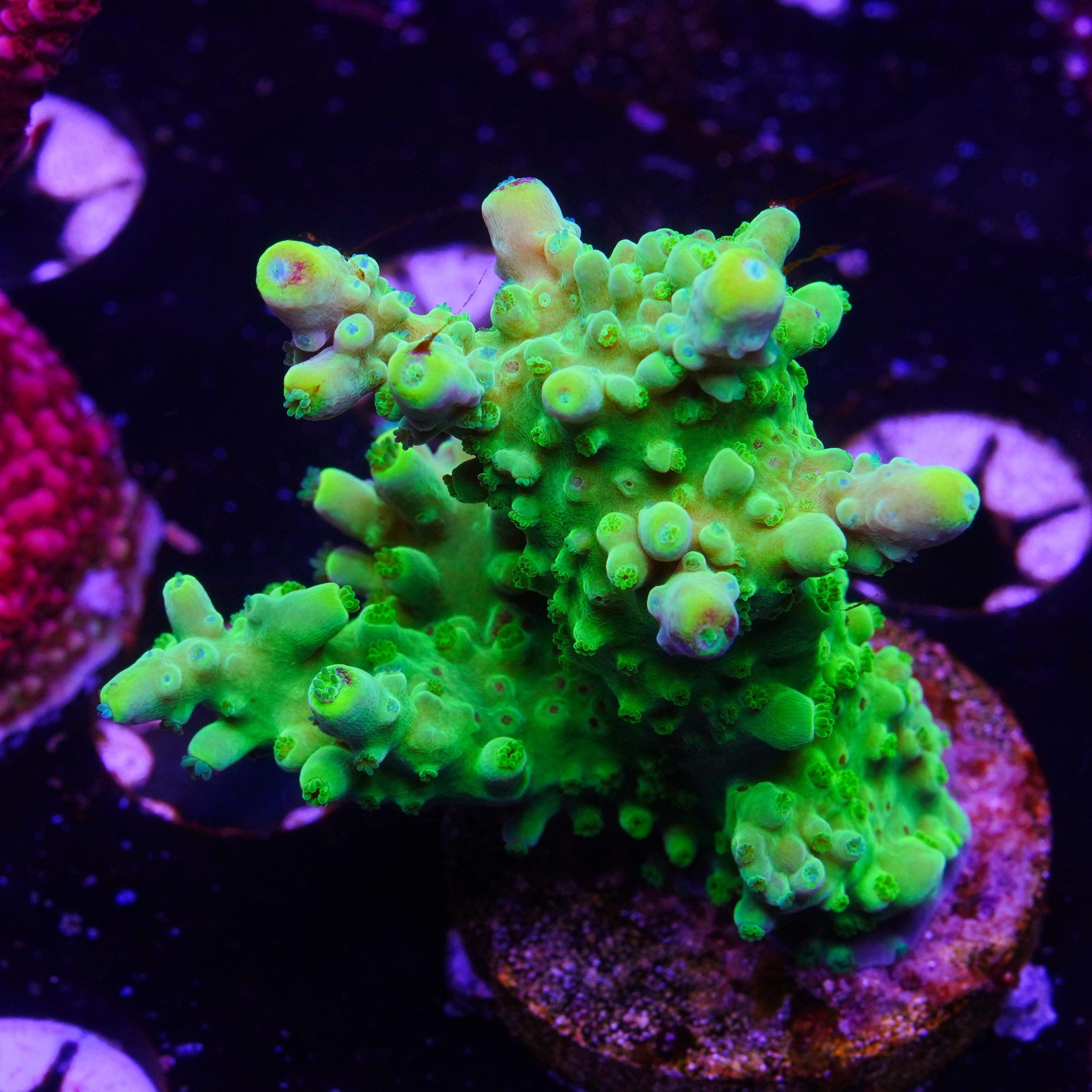 ORA Yellow Tip Stag (G2)