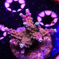PTR Ticklemonster (G10)